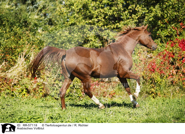 Arabisches Vollblut / arabian horse / RR-57118
