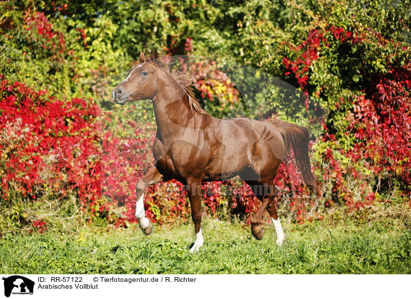 Arabisches Vollblut / arabian horse / RR-57122