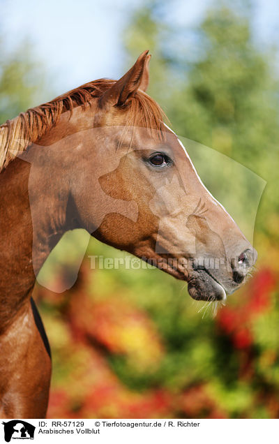 Arabisches Vollblut / arabian horse / RR-57129