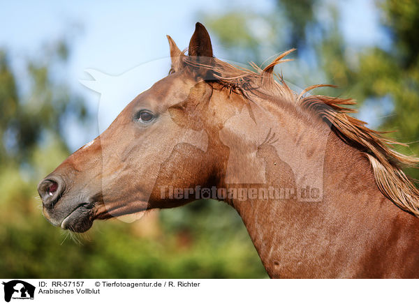 Arabisches Vollblut / arabian horse / RR-57157
