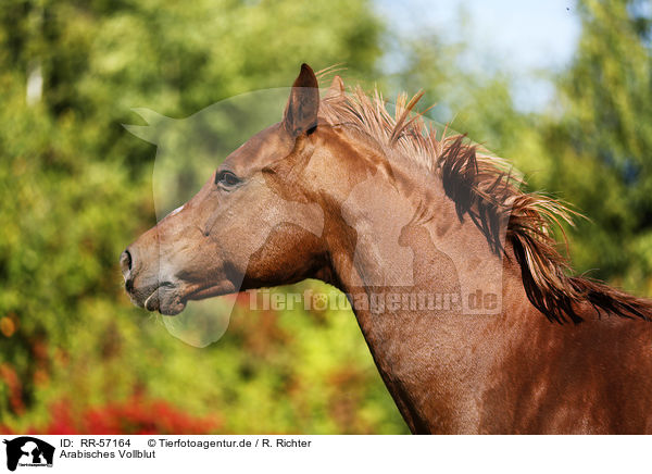 Arabisches Vollblut / arabian horse / RR-57164