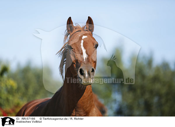 Arabisches Vollblut / arabian horse / RR-57166