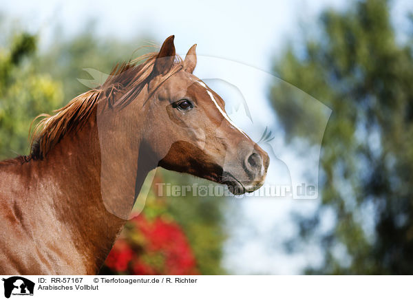 Arabisches Vollblut / arabian horse / RR-57167