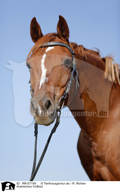 Arabisches Vollblut / arabian horse / RR-57188
