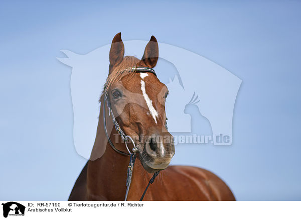 Arabisches Vollblut / arabian horse / RR-57190