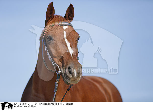 Arabisches Vollblut / arabian horse / RR-57191