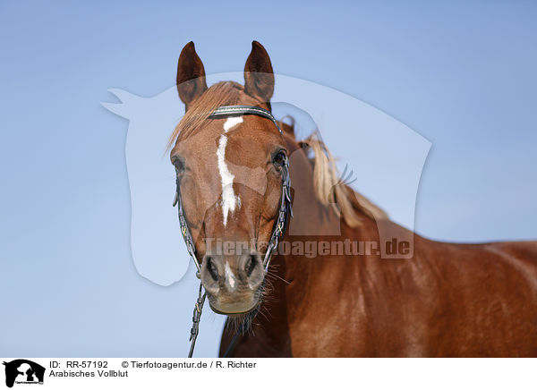Arabisches Vollblut / arabian horse / RR-57192