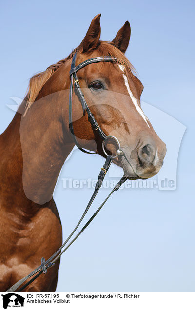 Arabisches Vollblut / arabian horse / RR-57195