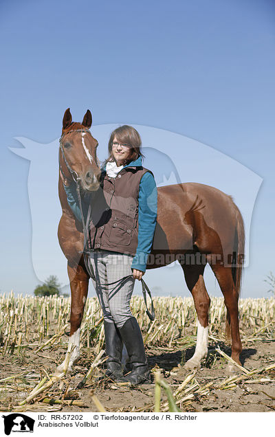 Arabisches Vollblut / arabian horse / RR-57202