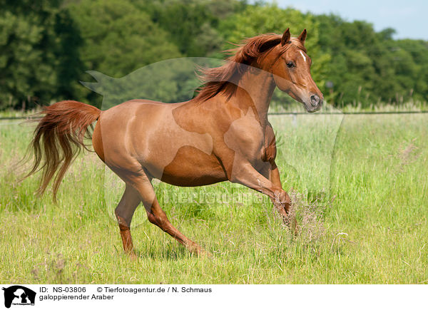 galoppierender Araber / galloping arabian horse / NS-03806
