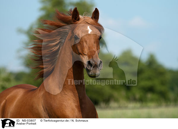 Araber Portrait / arabian horse potrait / NS-03807