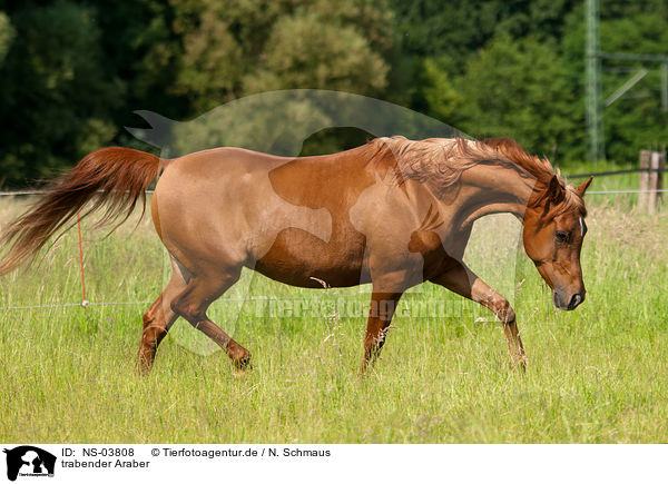 trabender Araber / trotting arabian horse / NS-03808