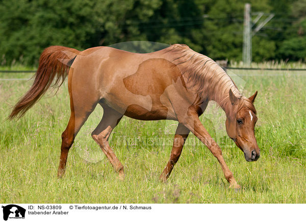 trabender Araber / trotting arabian horse / NS-03809