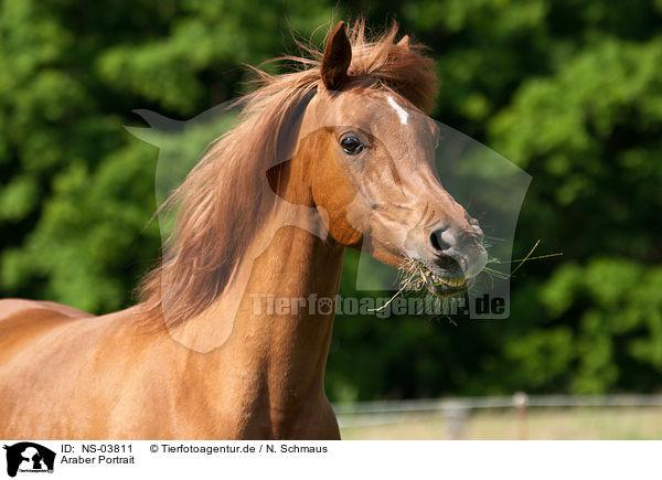 Araber Portrait / arabian horse potrait / NS-03811