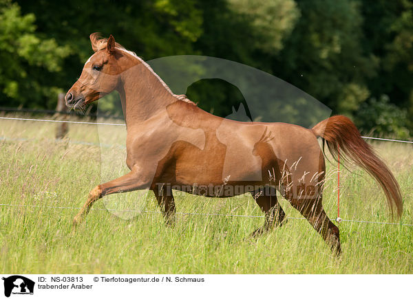 trabender Araber / trotting arabian horse / NS-03813