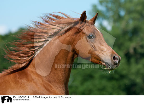 Araber Portrait / arabian horse potrait / NS-03814