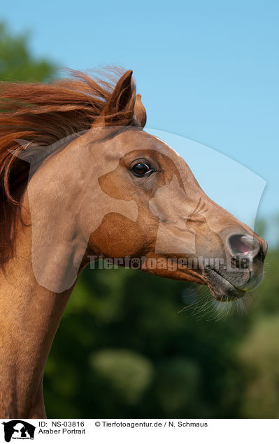 Araber Portrait / arabian horse potrait / NS-03816