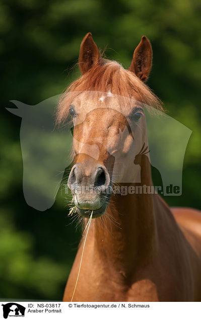 Araber Portrait / arabian horse potrait / NS-03817