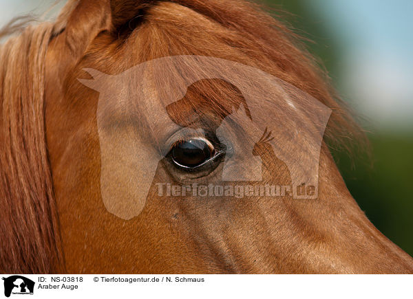 Araber Auge / arabian horse eye / NS-03818