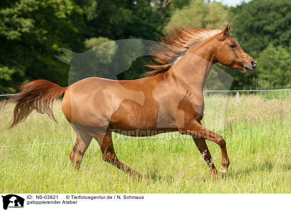 galoppierender Araber / galloping arabian horse / NS-03821