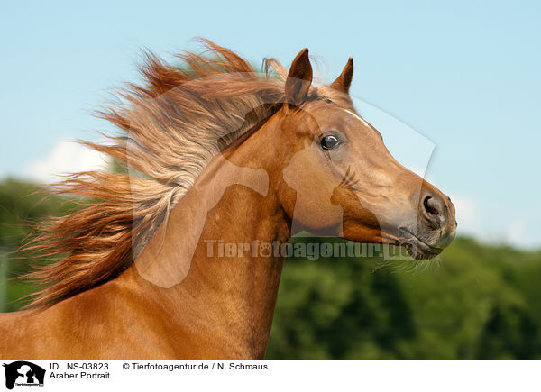 Araber Portrait / arabian horse potrait / NS-03823