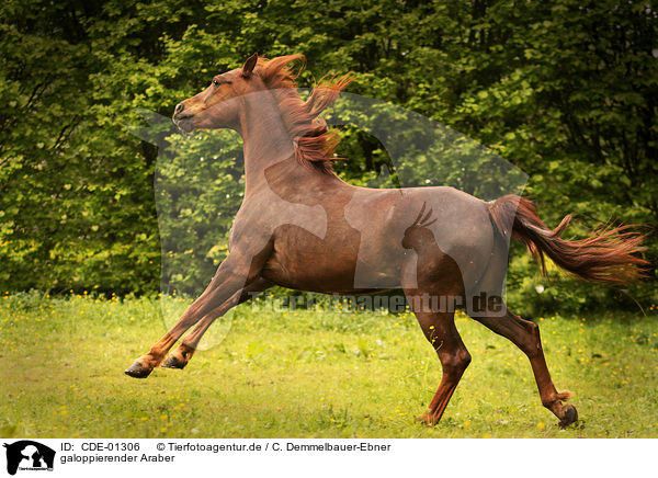galoppierender Araber / galloping arabian horse / CDE-01306