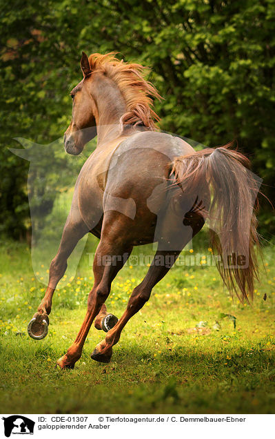 galoppierender Araber / galloping arabian horse / CDE-01307