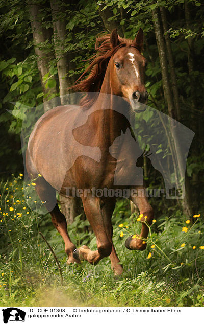 galoppierender Araber / galloping arabian horse / CDE-01308