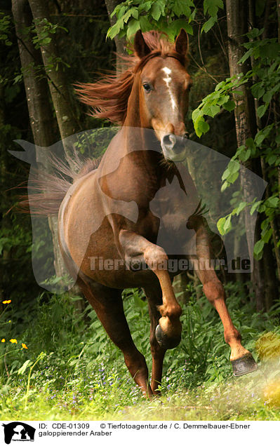 galoppierender Araber / galloping arabian horse / CDE-01309