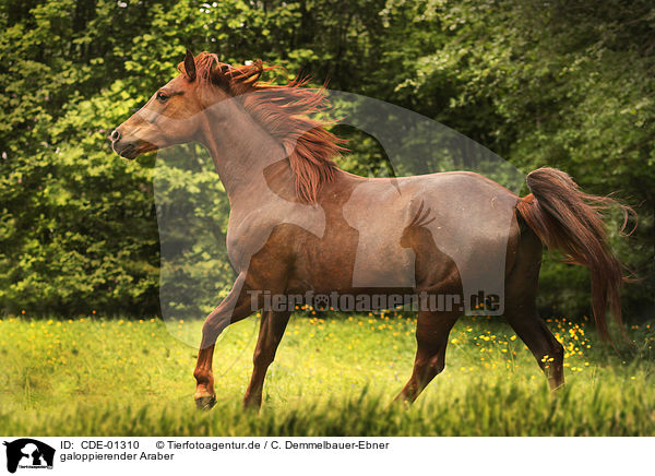 galoppierender Araber / galloping arabian horse / CDE-01310