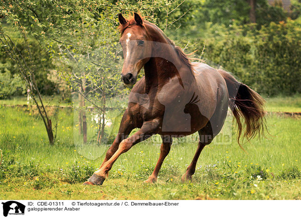 galoppierender Araber / galloping arabian horse / CDE-01311