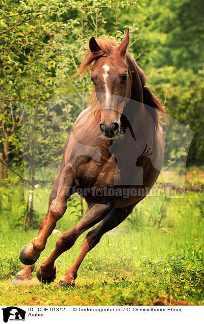 Araber / arabian horse / CDE-01312