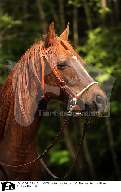 Araber Portrait / arabian horse portrait / CDE-01317