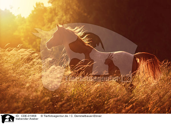 trabender Araber / trotting arabian horse / CDE-01868
