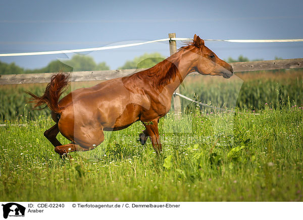 Araber / arabian horse / CDE-02240