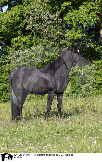 Araber / arabian horse / JH-24104