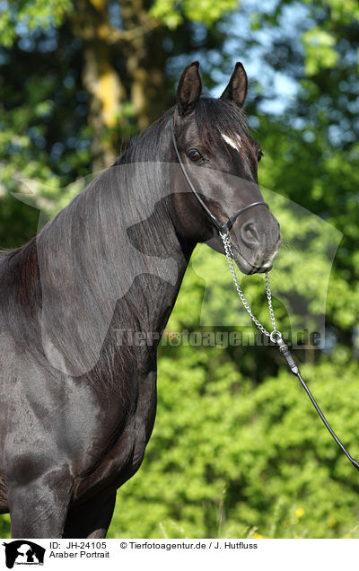 Araber Portrait / arabian horse portrait / JH-24105