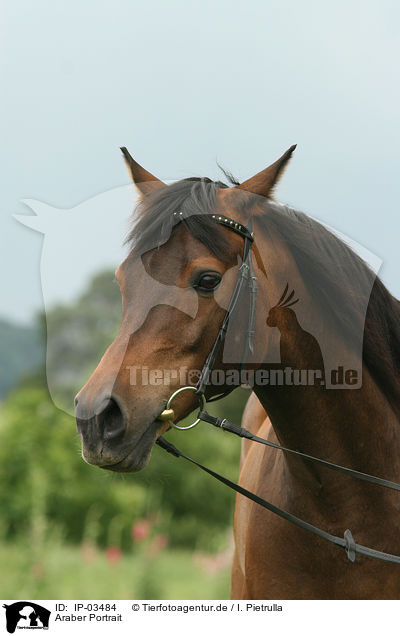 Araber Portrait / Arabian horse portrait / IP-03484