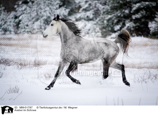 Araber im Schnee / Arabian Horse in snow / MW-01787
