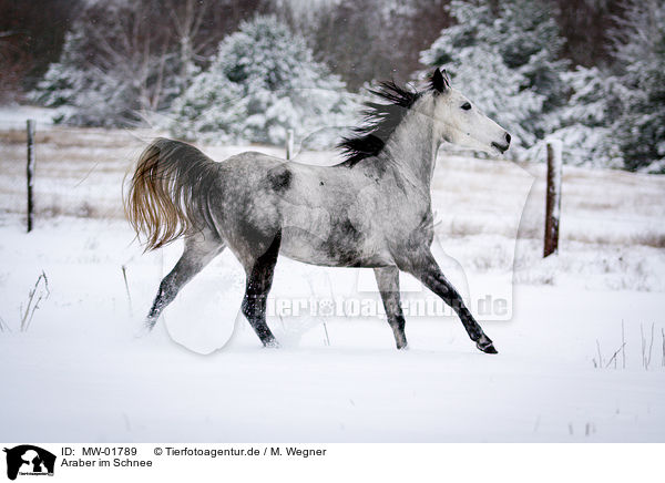 Araber im Schnee / Arabian Horse in snow / MW-01789