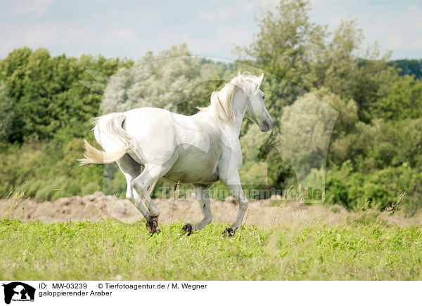galoppierender Araber / galloping arabian horse / MW-03239