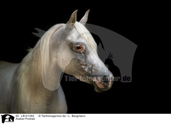 Araber Portrait / arabian horse portrait / LB-01392