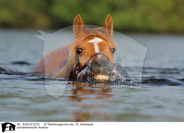 schwimmender Araber / swimming arabian horse / EHO-01270