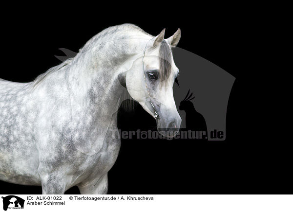 Araber Schimmel / arabian horse / ALK-01022