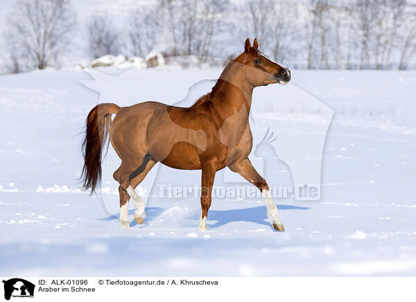 Araber im Schnee / ALK-01096