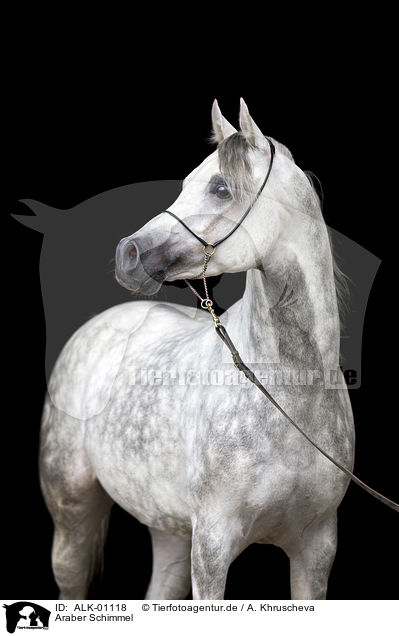 Araber Schimmel / arabian horse / ALK-01118