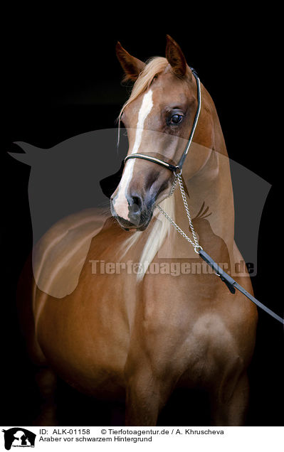 Araber vor schwarzem Hintergrund / arabian horse in front of black blackground / ALK-01158