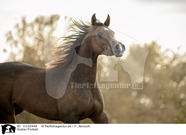 Araber Portrait / arabian horse portrait / VJ-02449