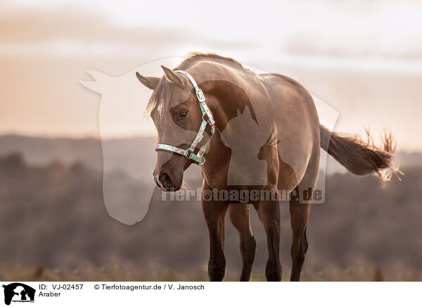 Araber / arabian horse / VJ-02457