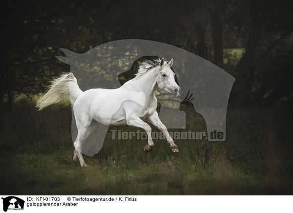 galoppierender Araber / galloping arabian horse / KFI-01703